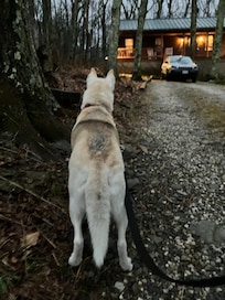 Dog-friendly cottage