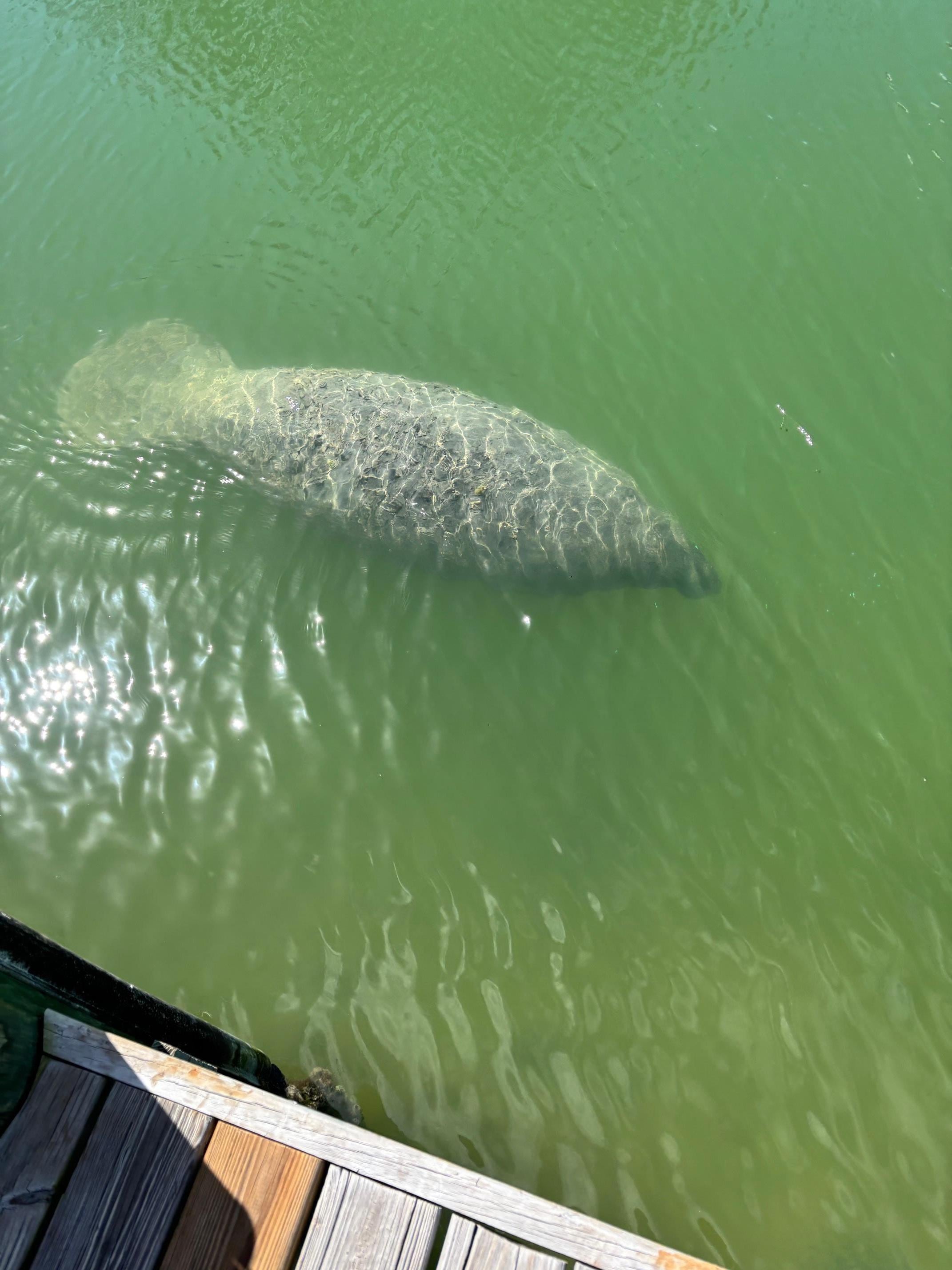 Our visitor manatee first day we were out at the dock.