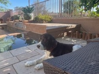 Sadie enjoying the shade in the back garden