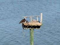 Osprey nest