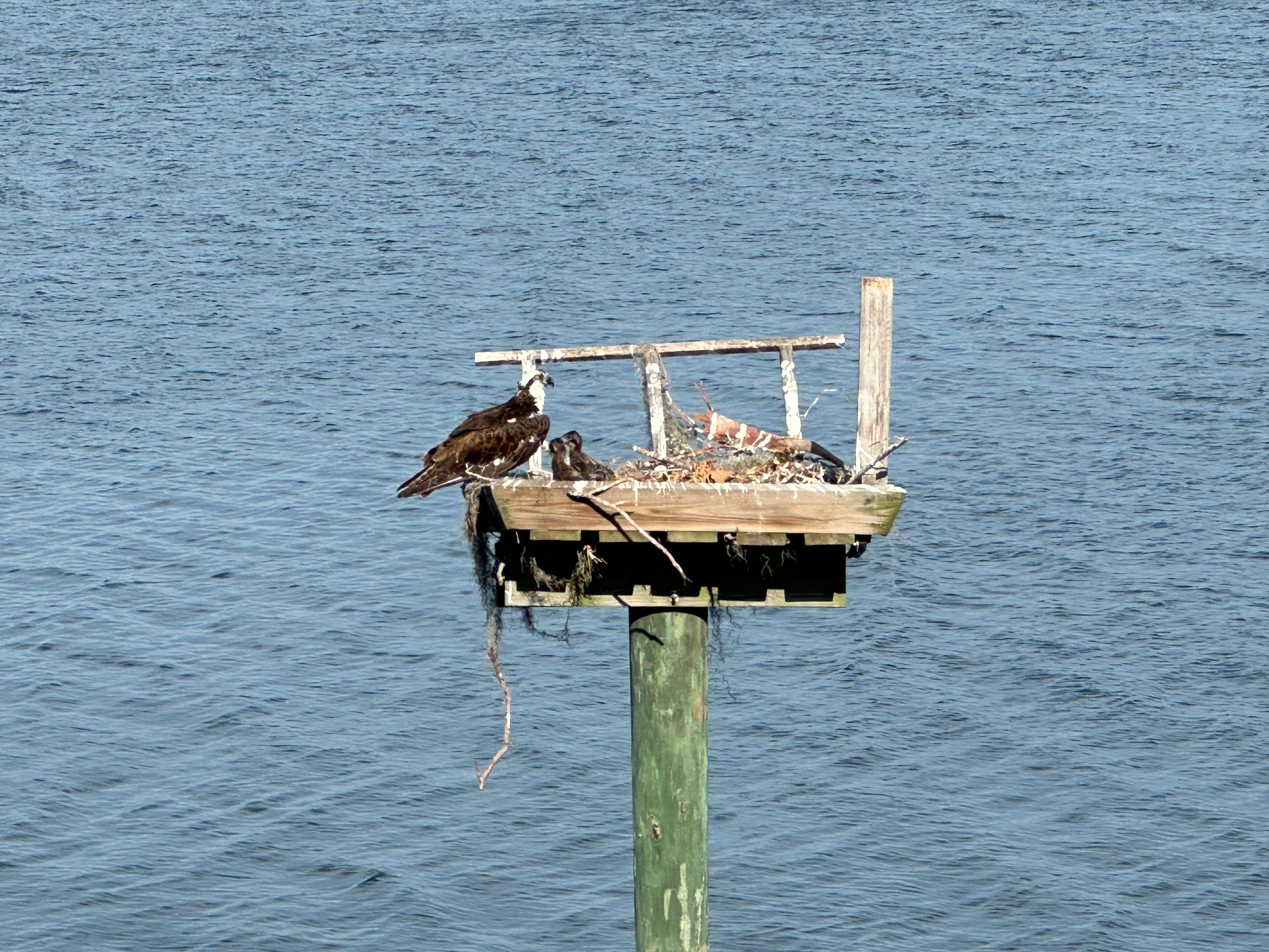 Osprey nest