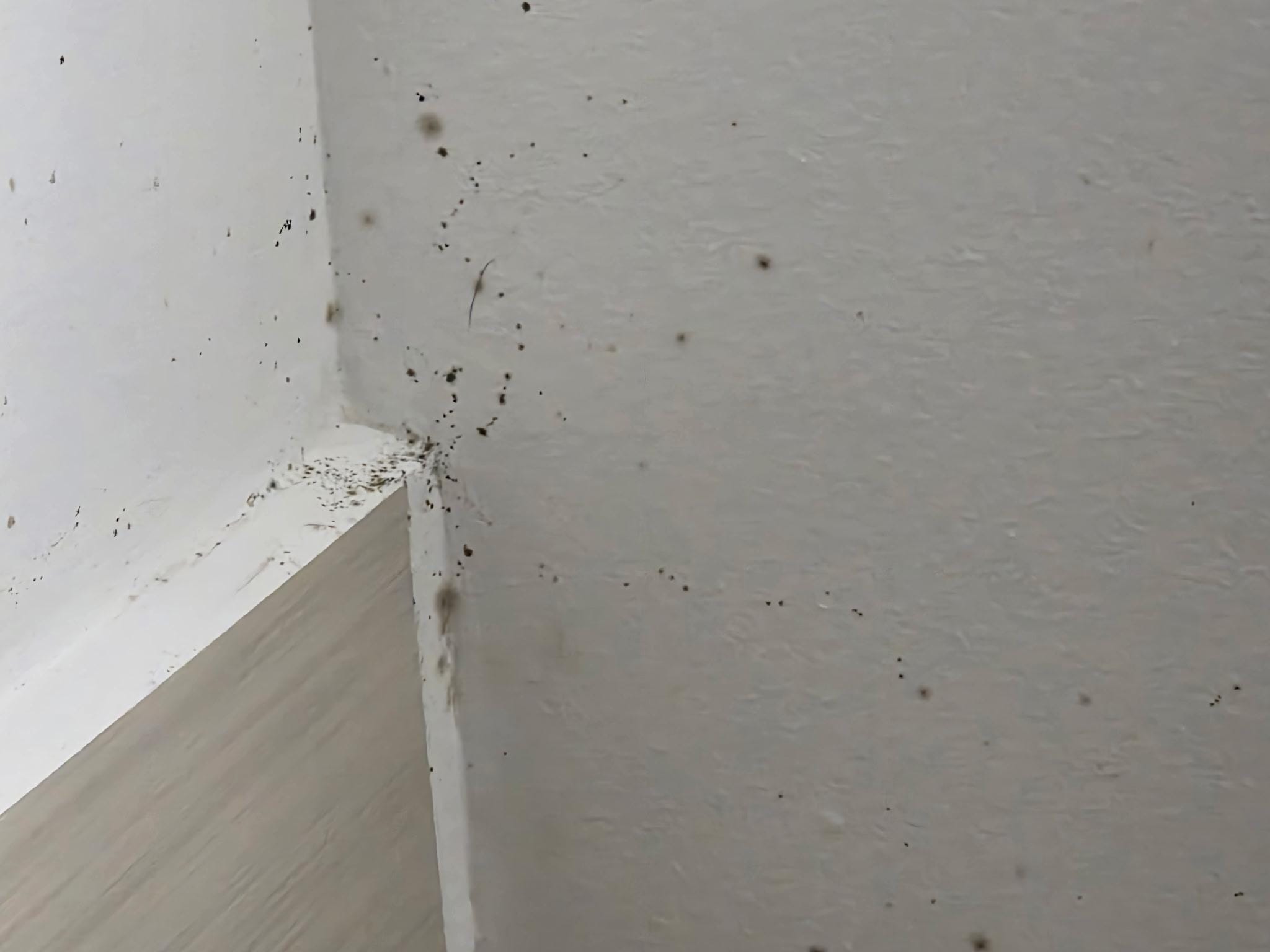 Mildew in the shower 

