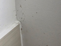 Mildew in the shower
