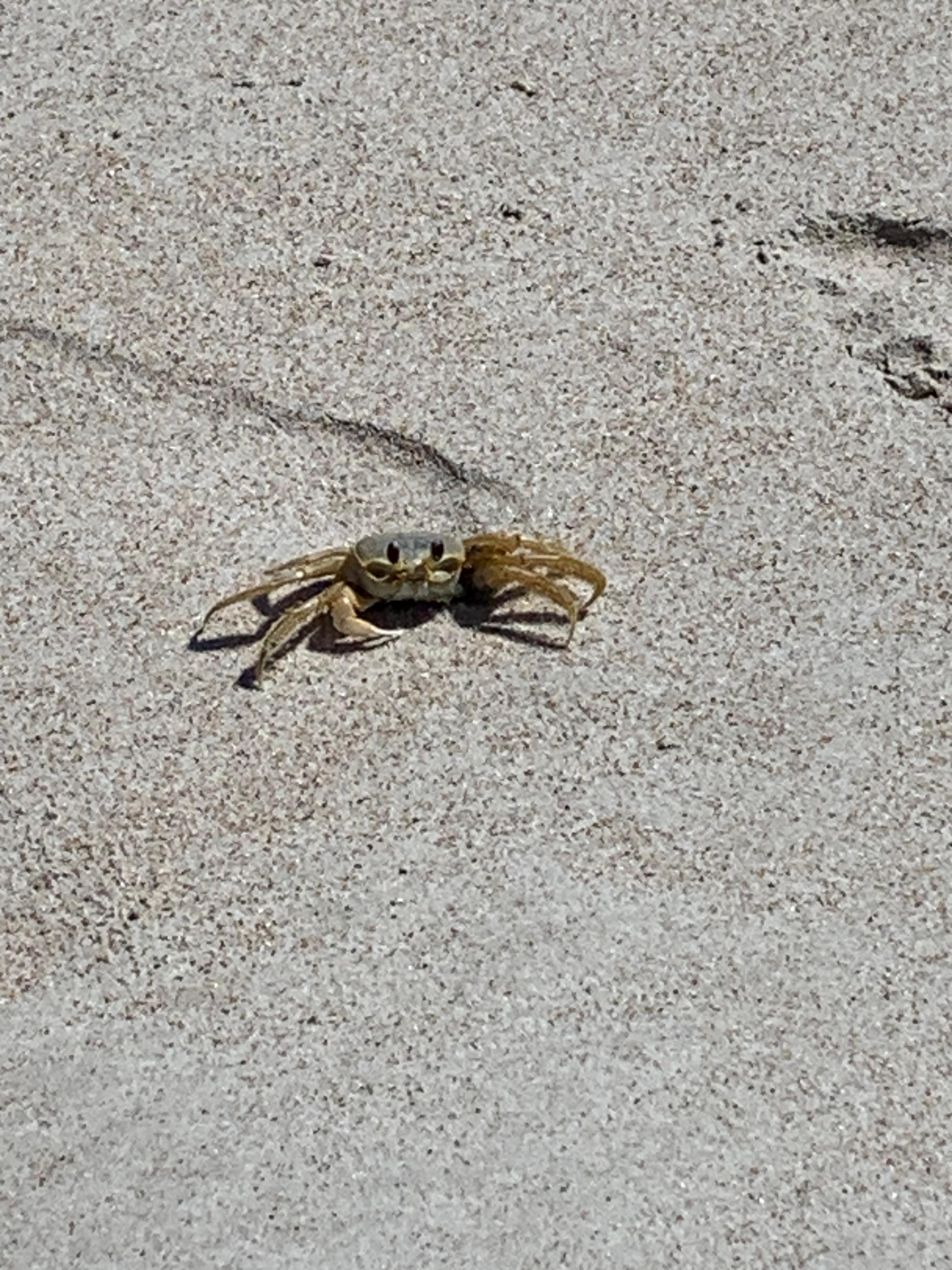 Beach friend 