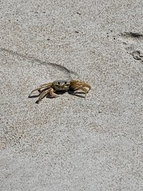 Beach friend