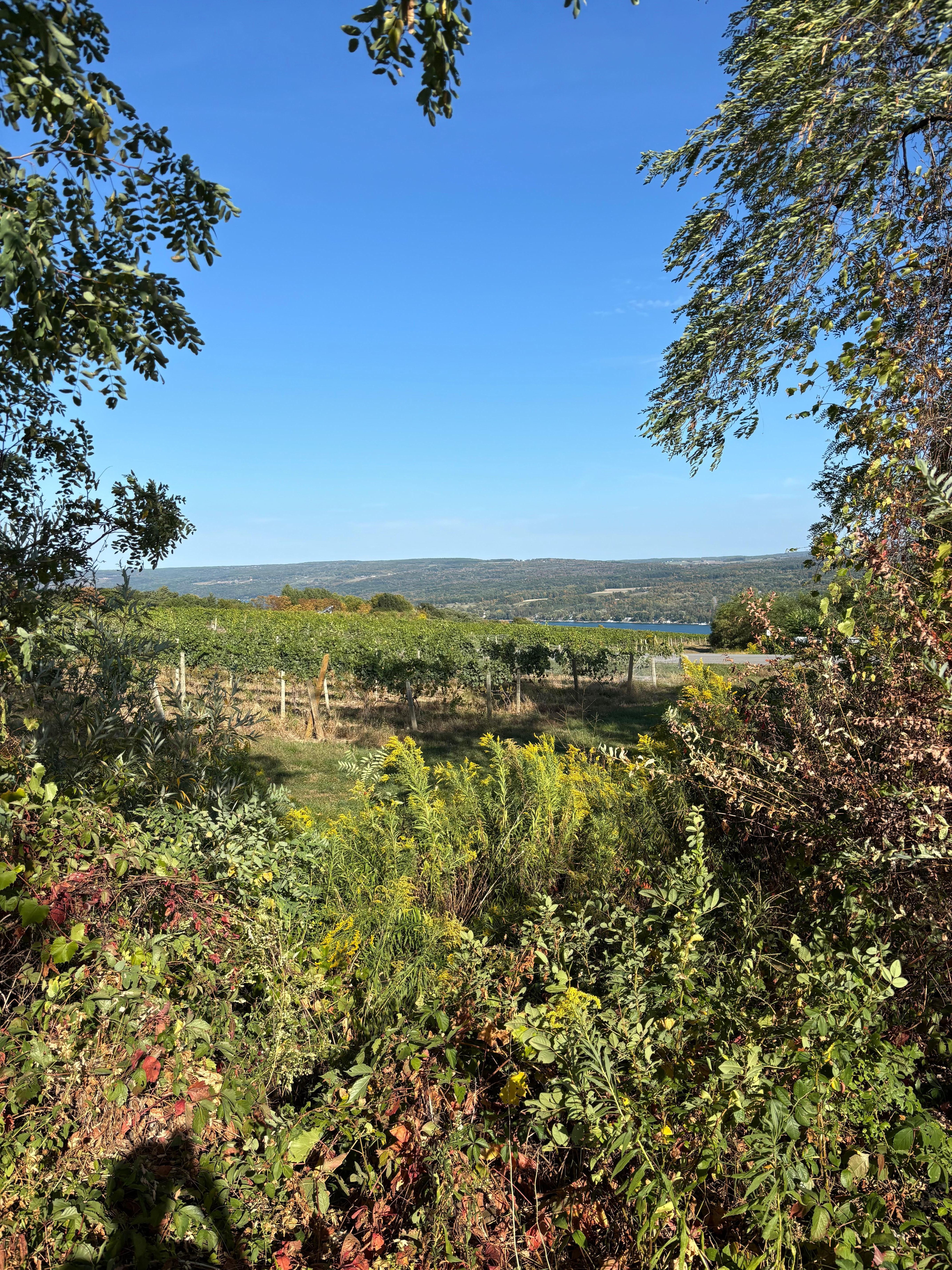 View from Eugenia’s Garden at the Dr. Konstantin Frank winery