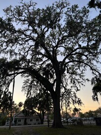 Sunset tree, back yard