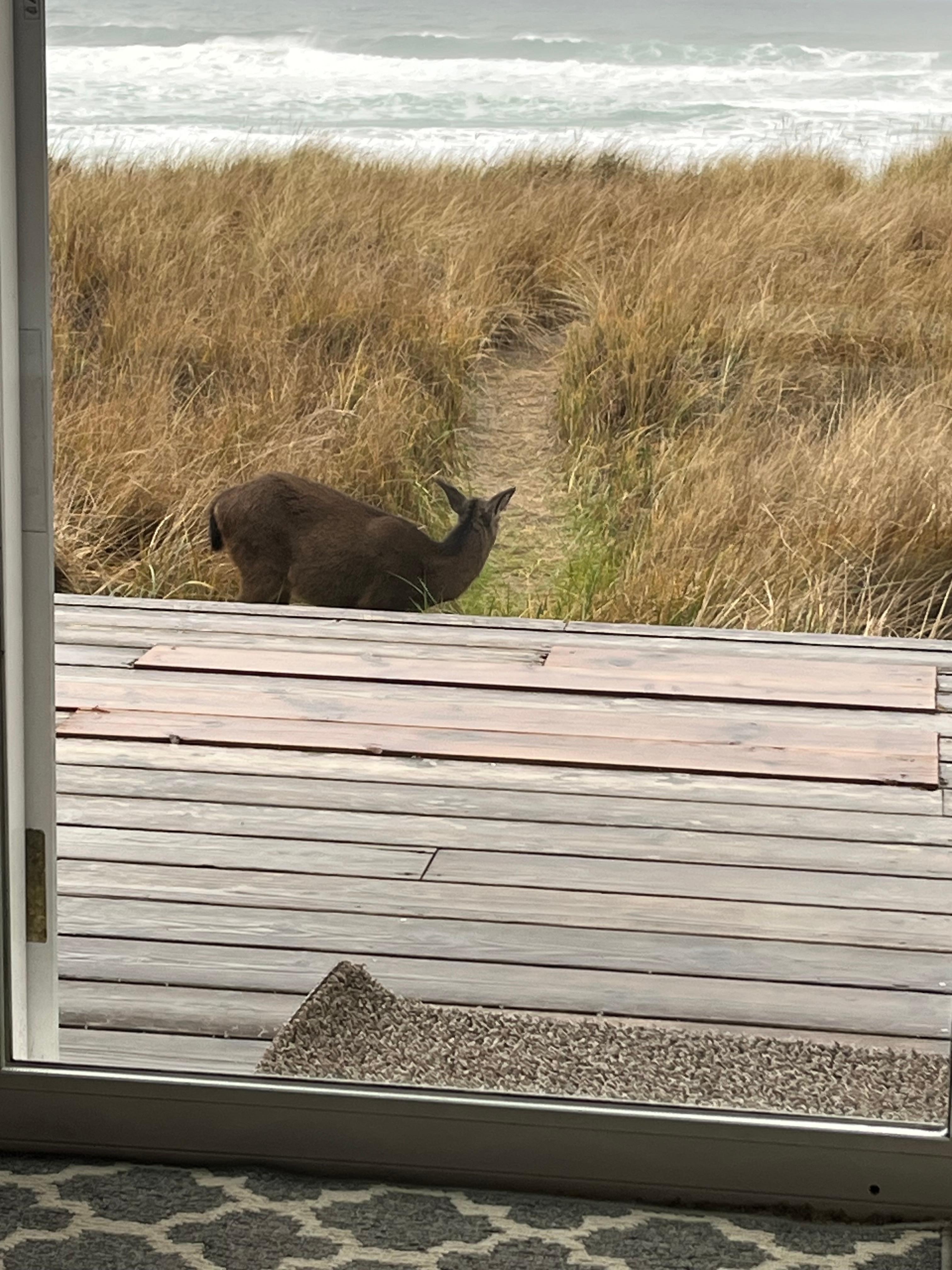 Sweet wildlife passing by.