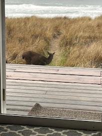 Sweet wildlife passing by.