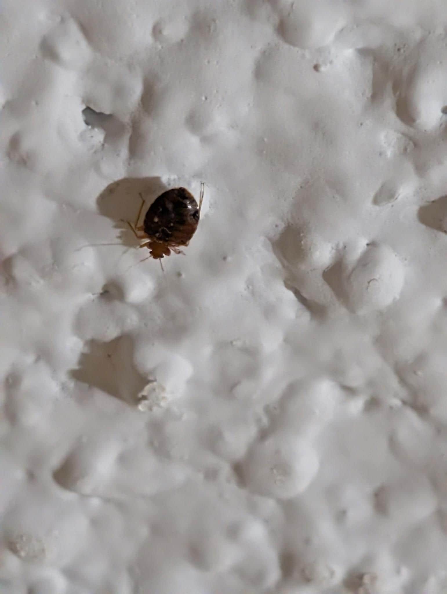 Bed bug on Ceiling