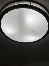 Dead bugs in light fixture