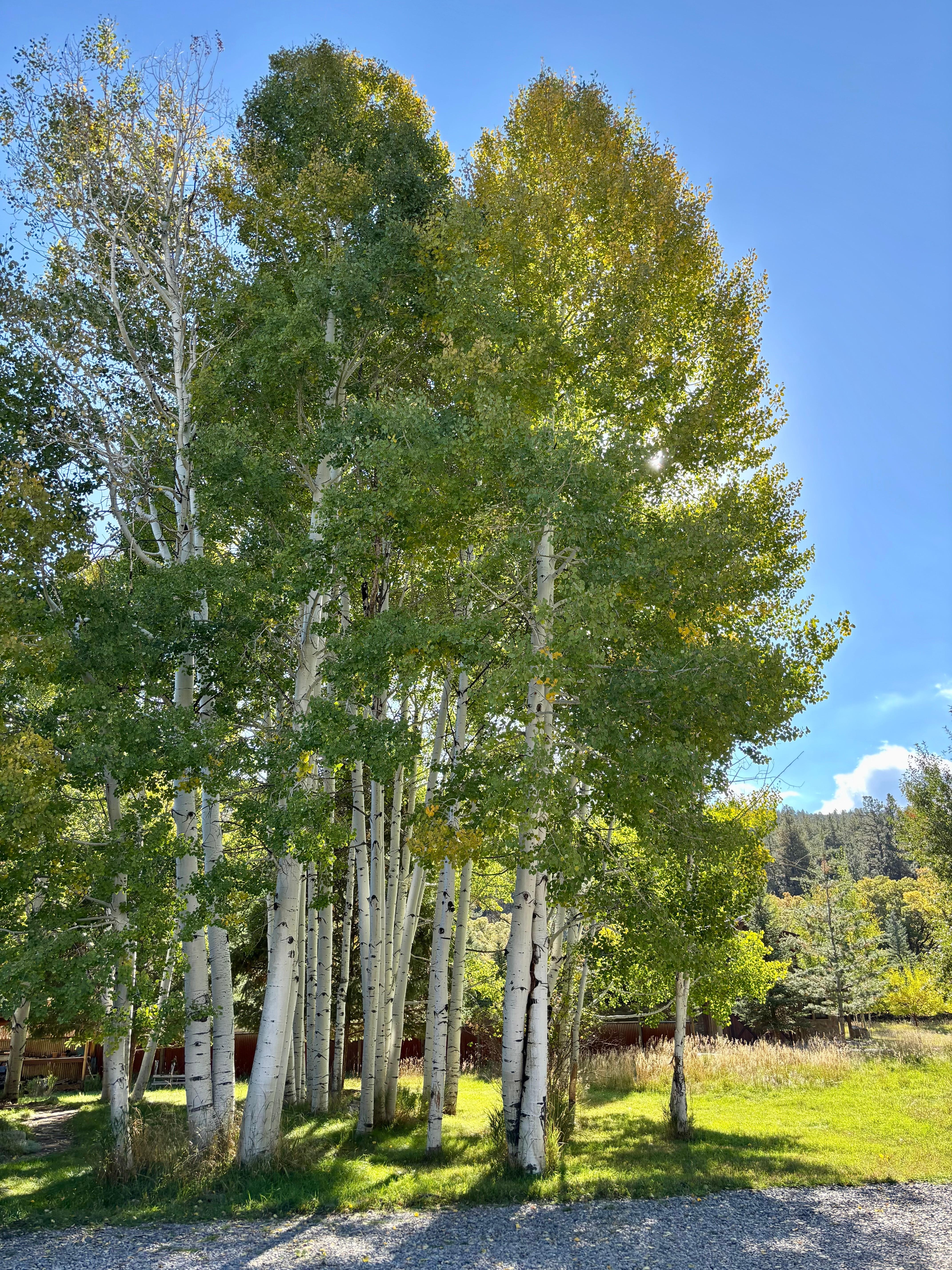 View of trees in the front yard. 