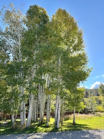 View of trees in the front yard.