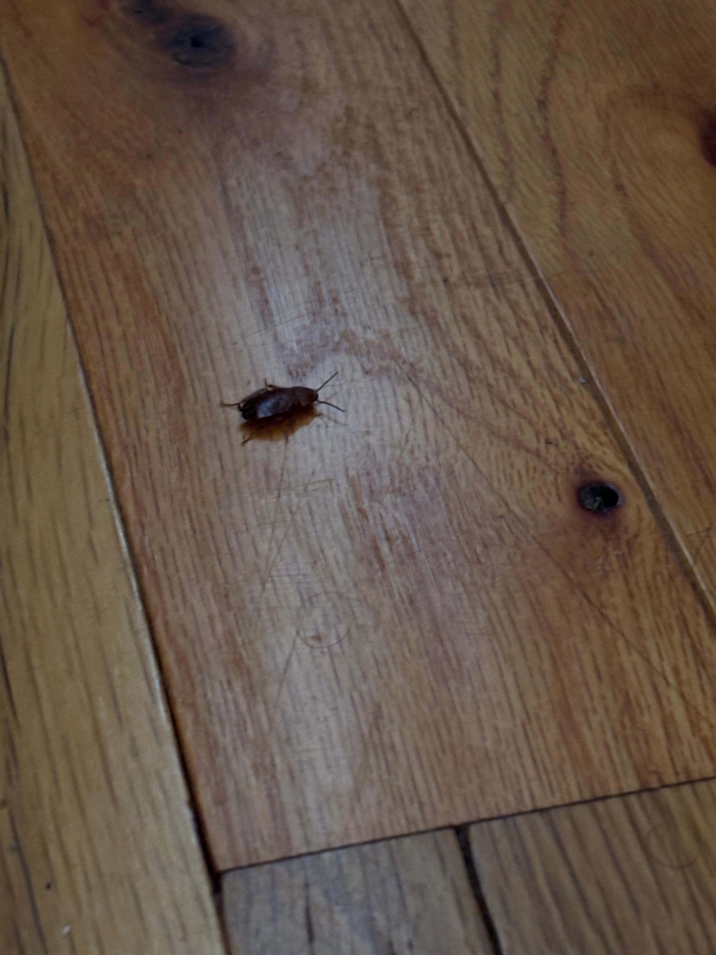 Coquerelle chambre des maitres