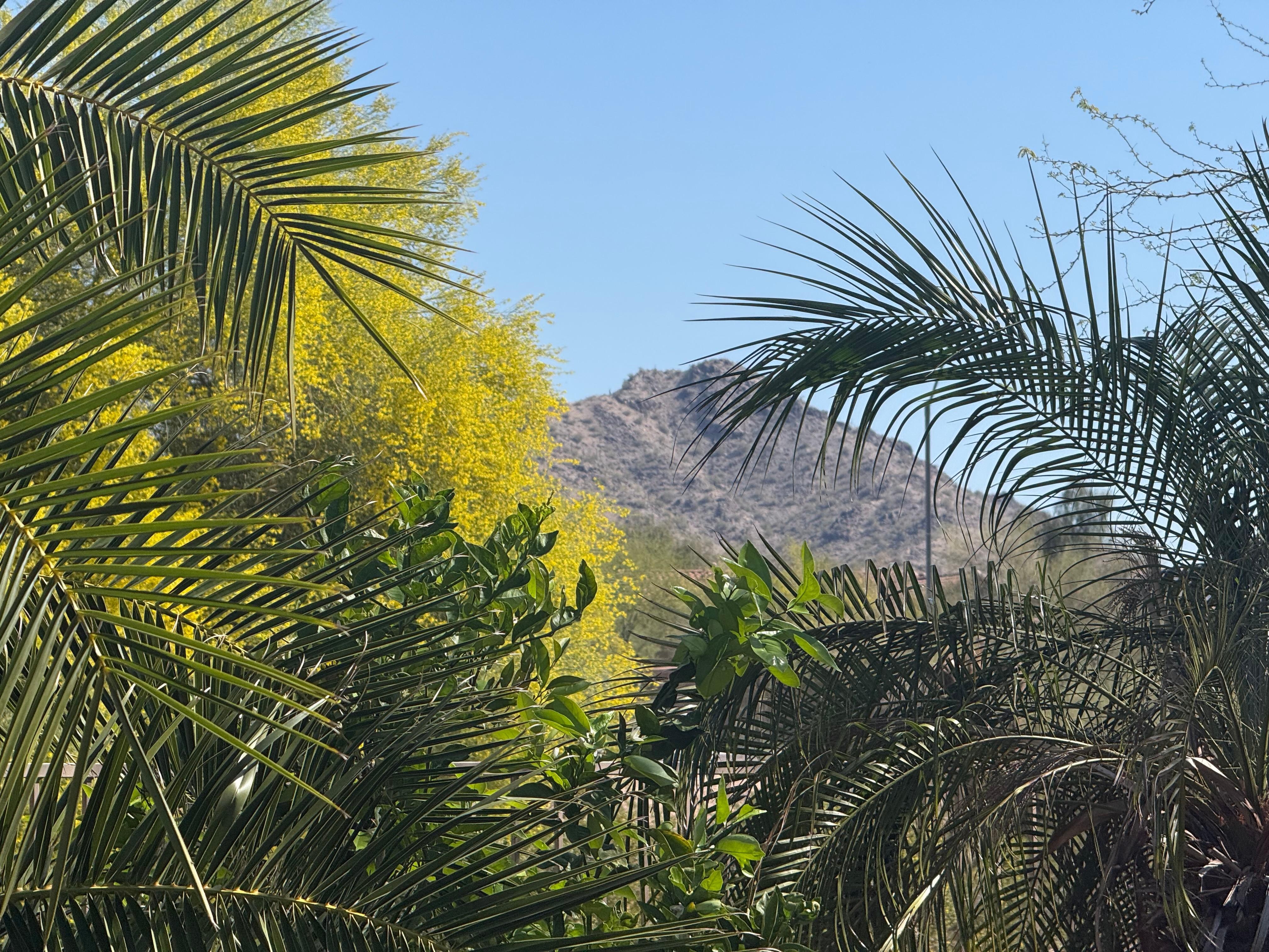 View from swimming pool/ rear yard