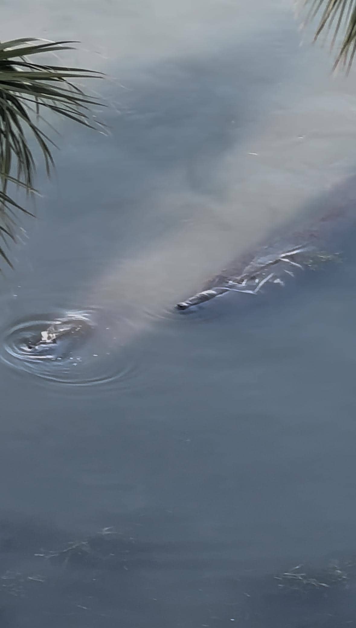 Sea manatee, stepping out on the balcony of front door
