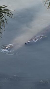 Sea manatee, stepping out on the balcony of front door