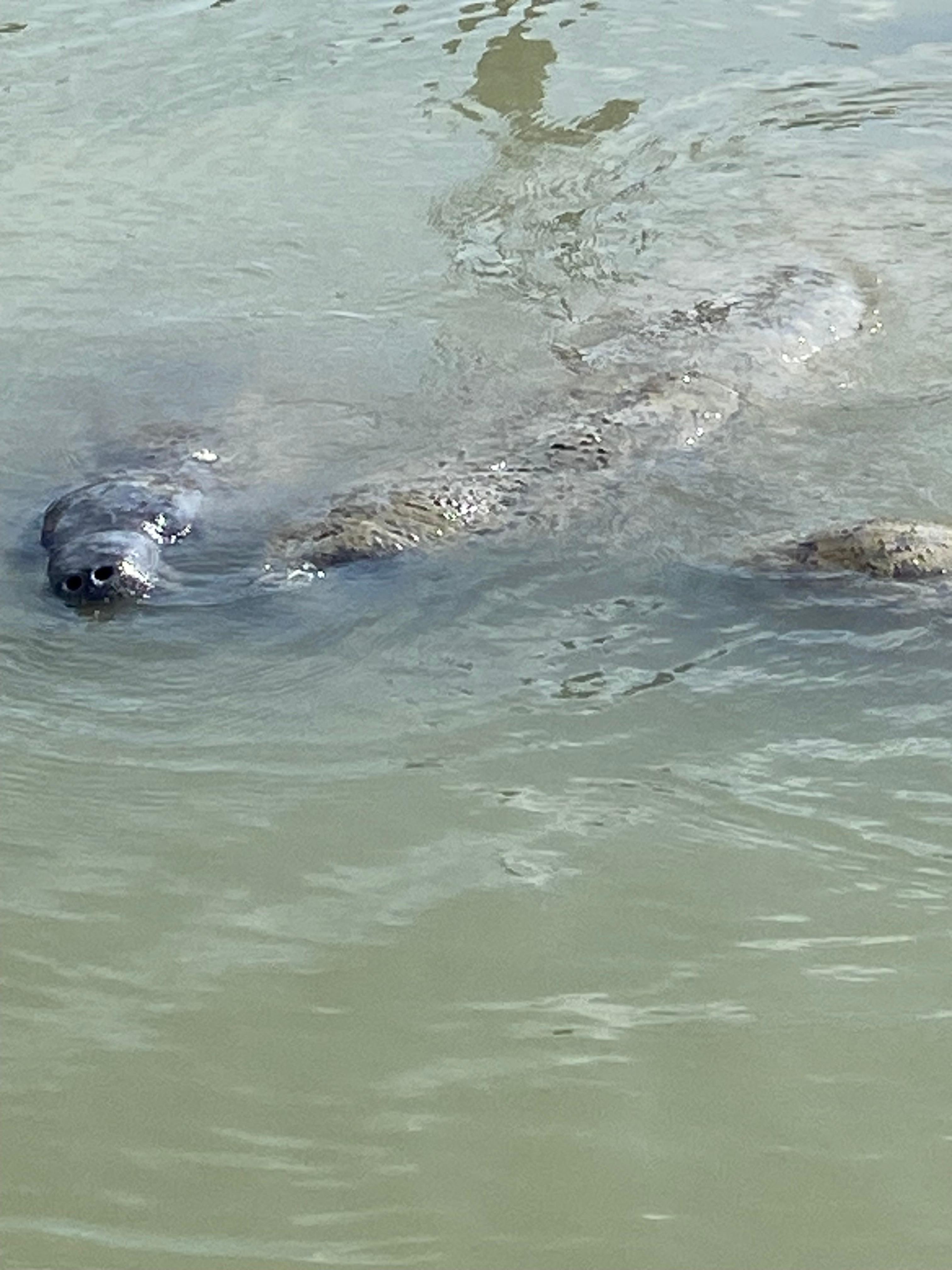 Manatees at the Marina.