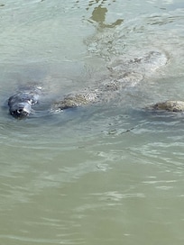 Manatees at the Marina.
