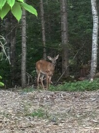My view from the cabin window one early evening, a new friend came to visit!! đđ€©