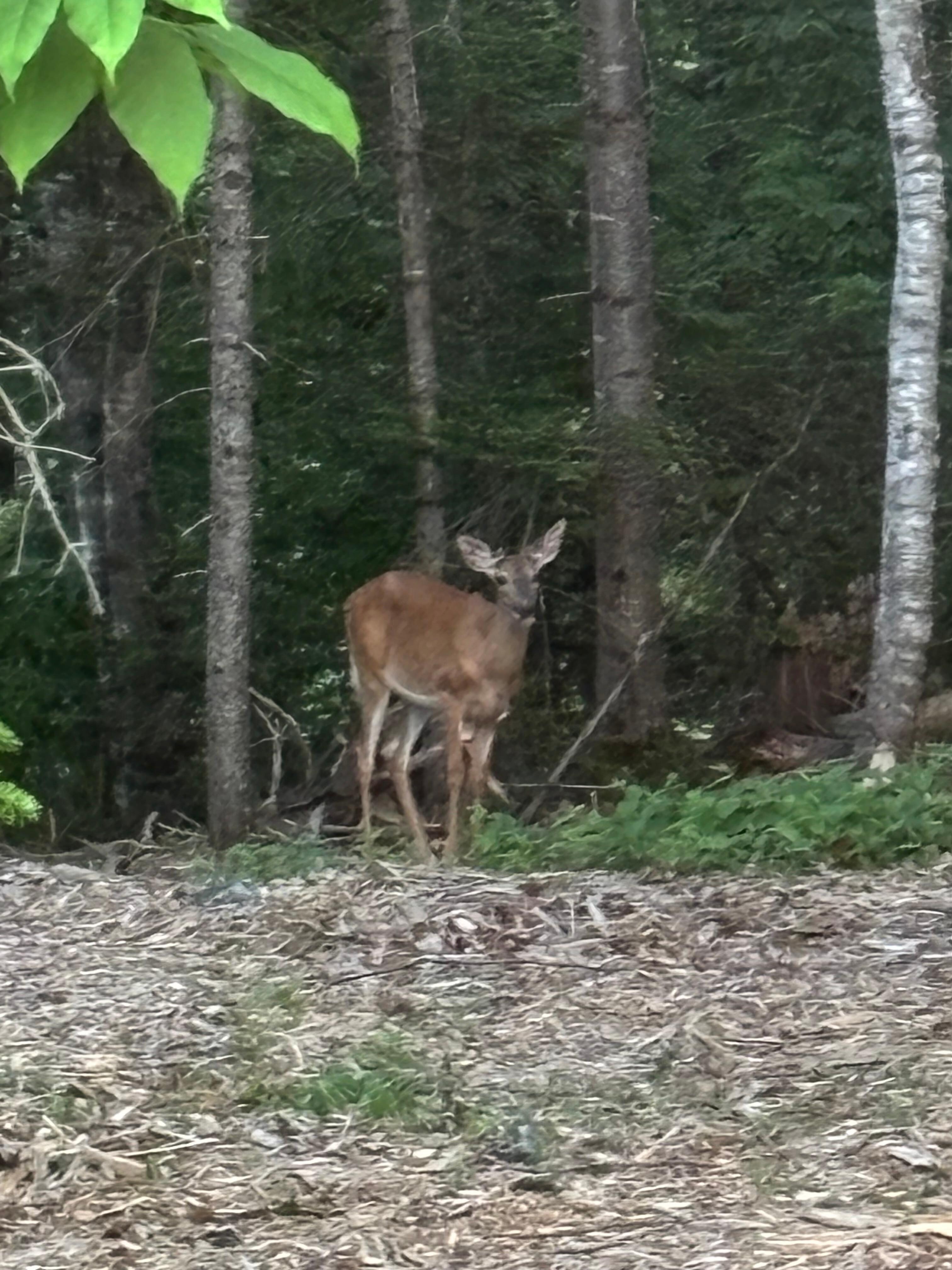 My view from the cabin window one  early evening, a new friend came to visit!! 😍🤩