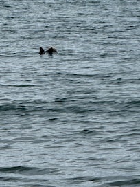 Otters right outside