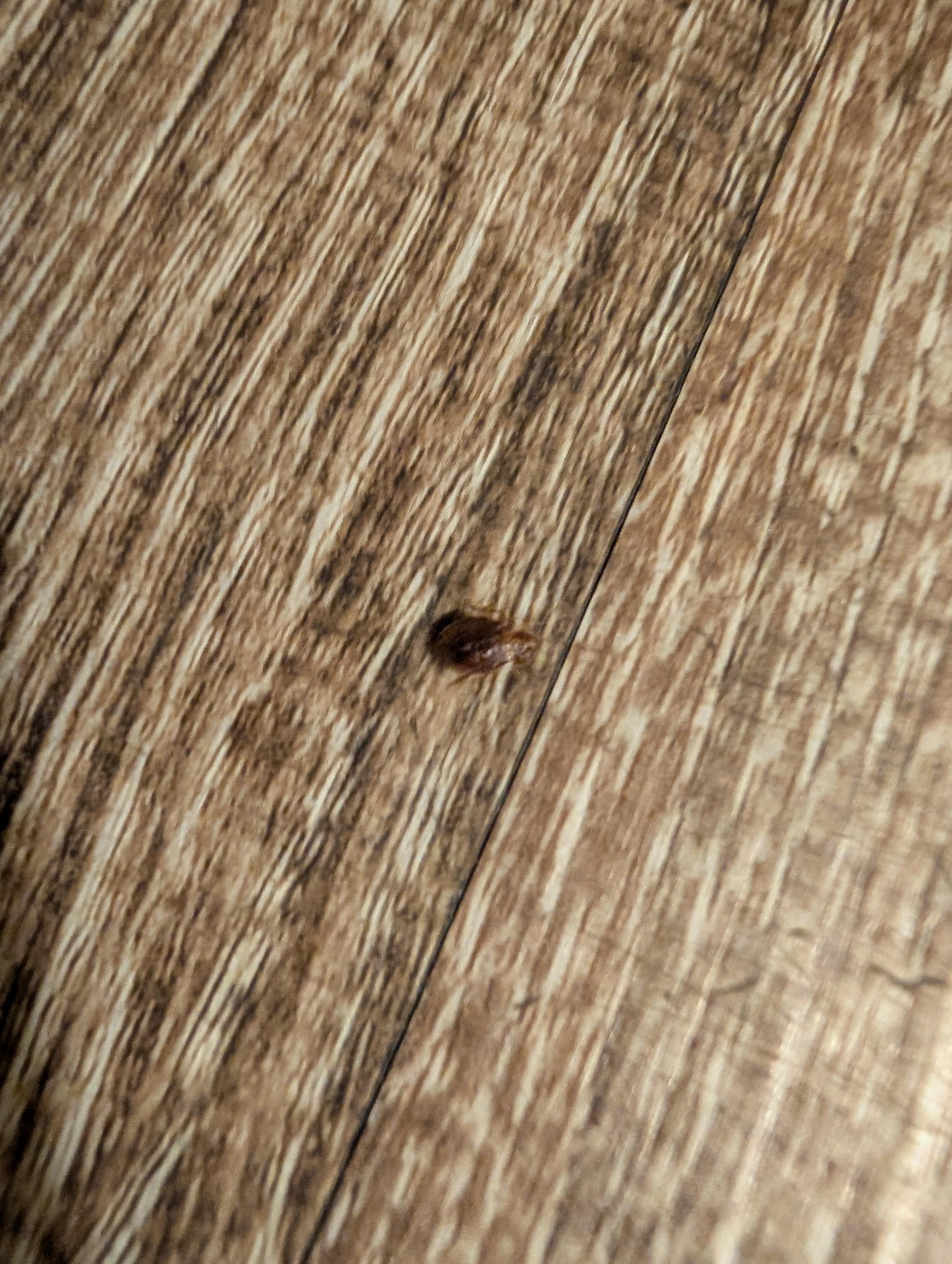 bed bugs