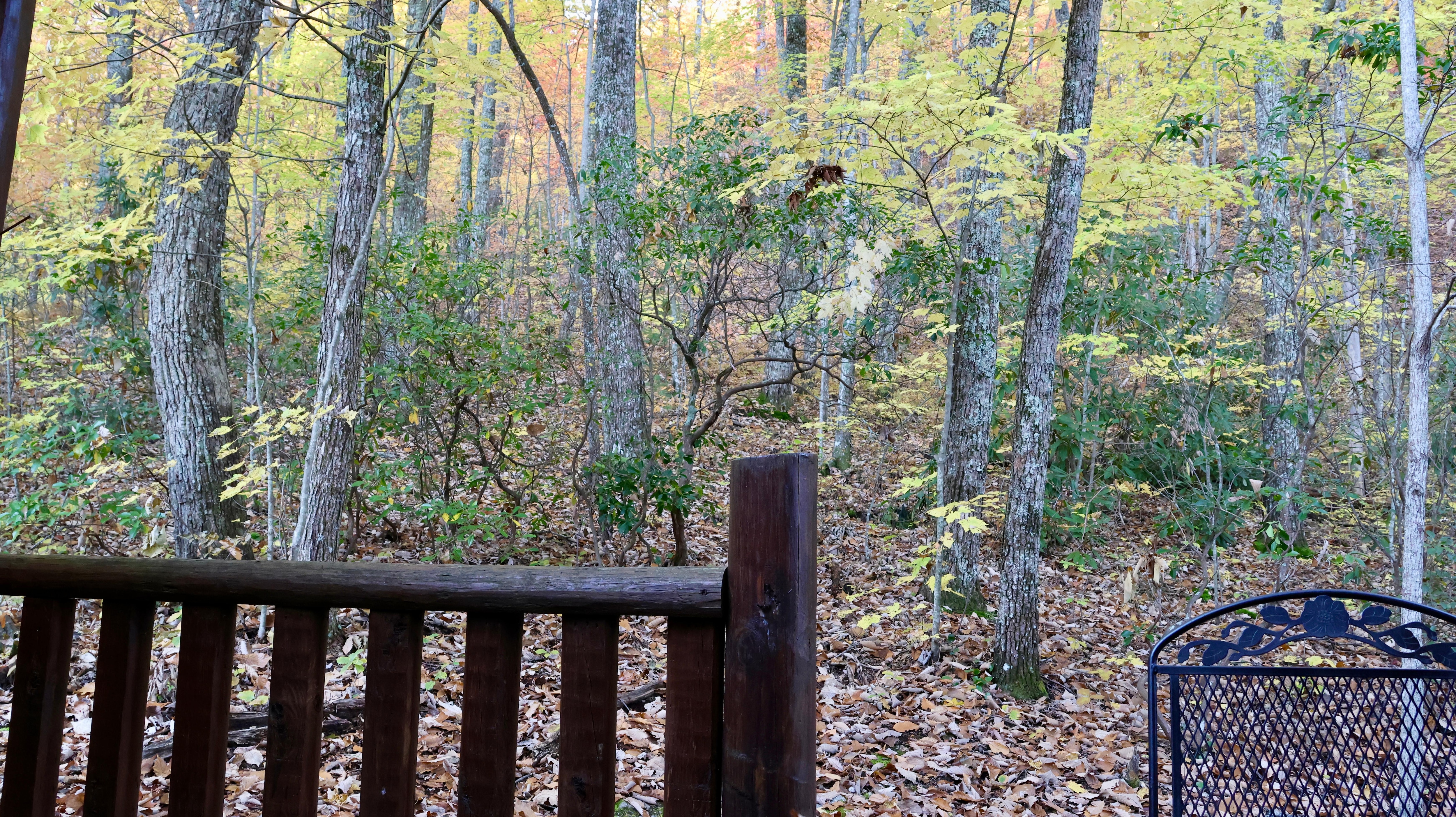 Beautiful peaceful view off back porch 
