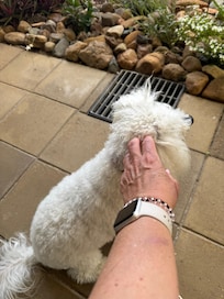 Roo, the resident pooch was lovely
