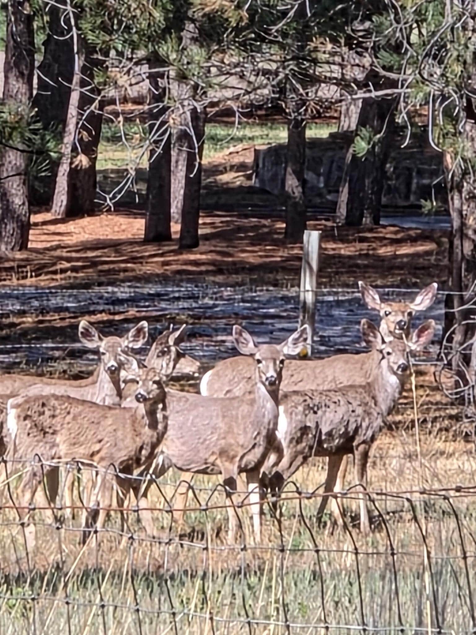 The deer come out between 9 and 10AM!