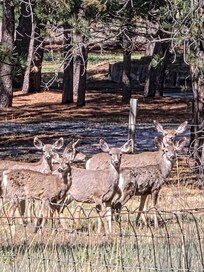 The deer come out between 9 and 10AM!