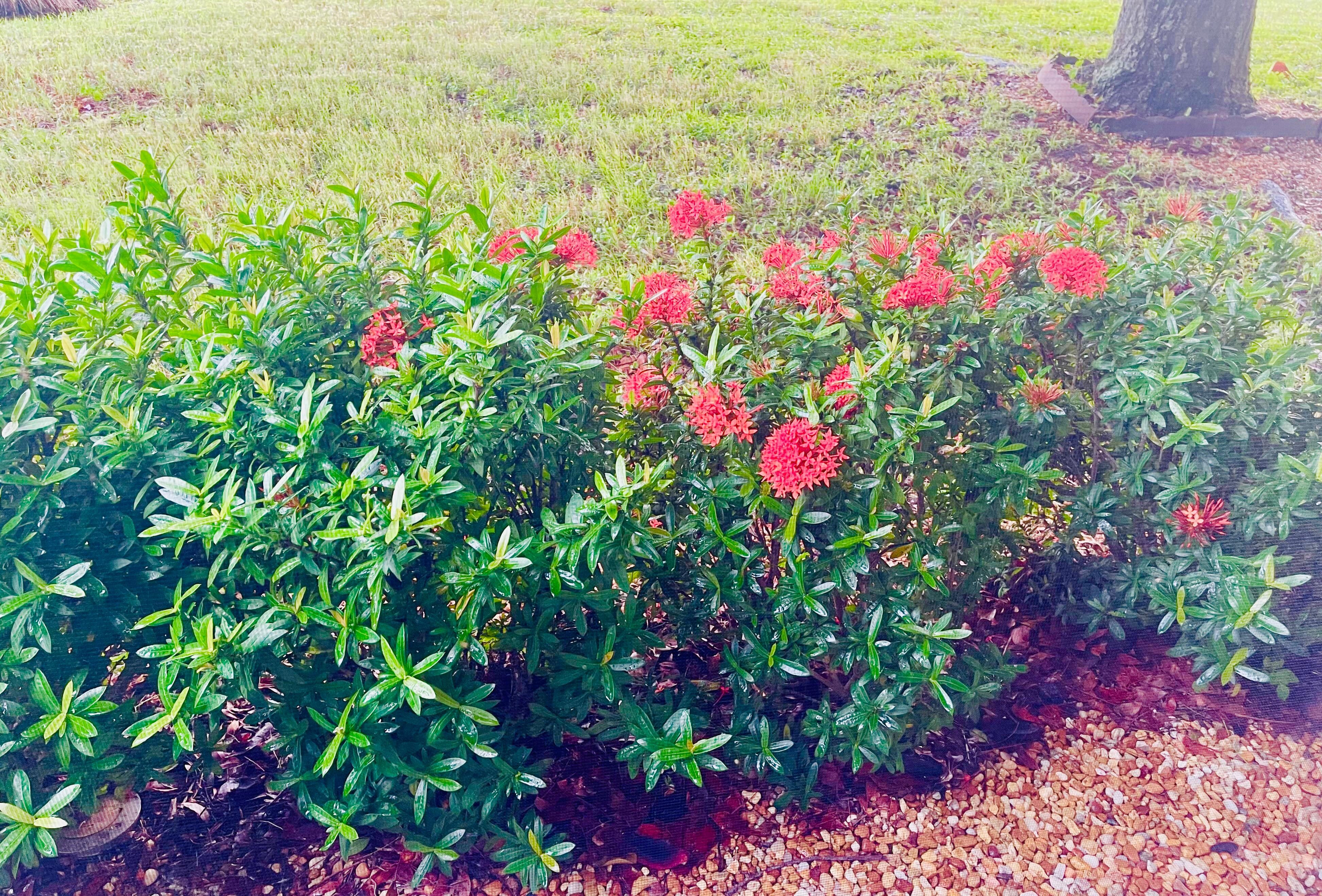 Front yard pops of color