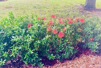 Front yard pops of color