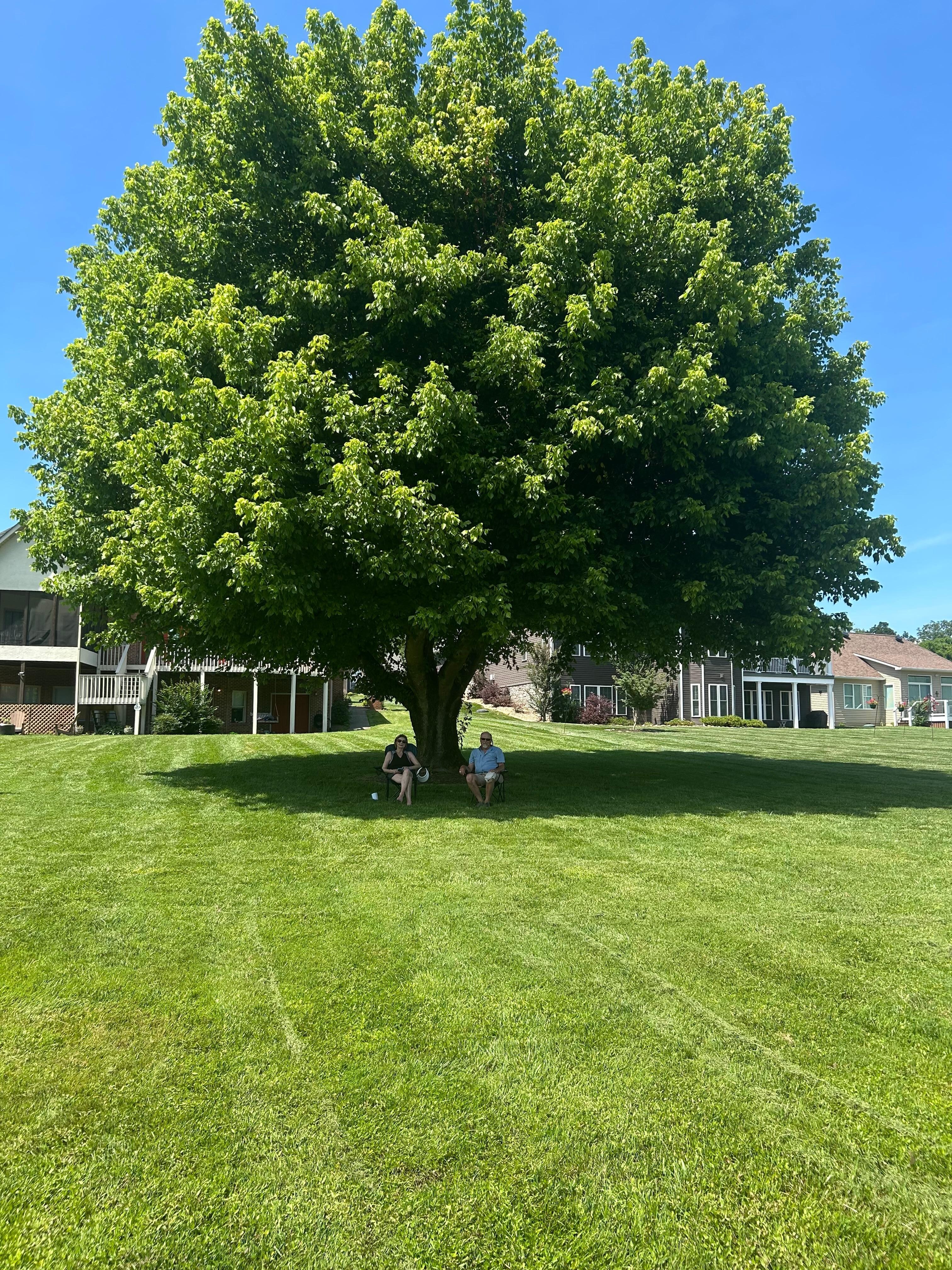 The nicest shade tree ever!