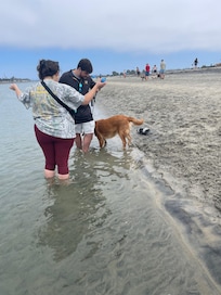 Quite spot on Ocean Beach Dog Beach