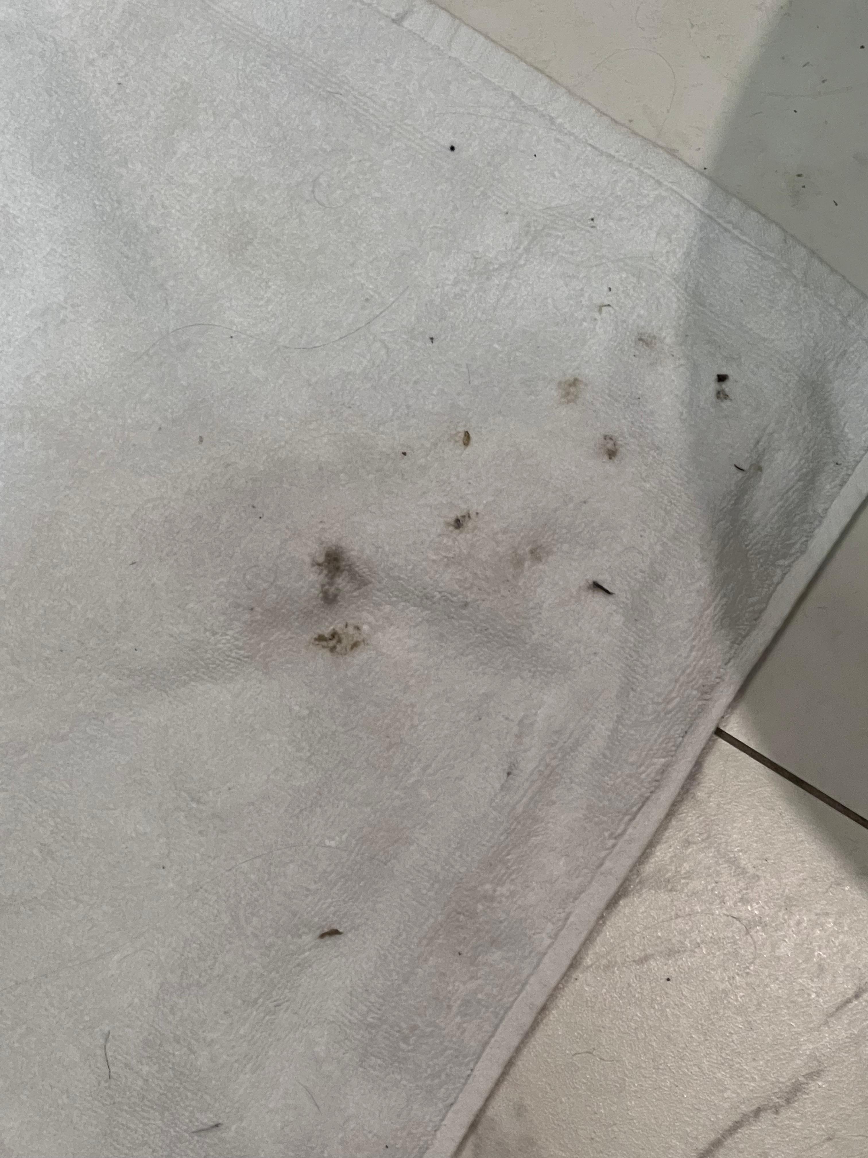 Silver fish from night 1