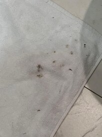 Silver fish from night 1