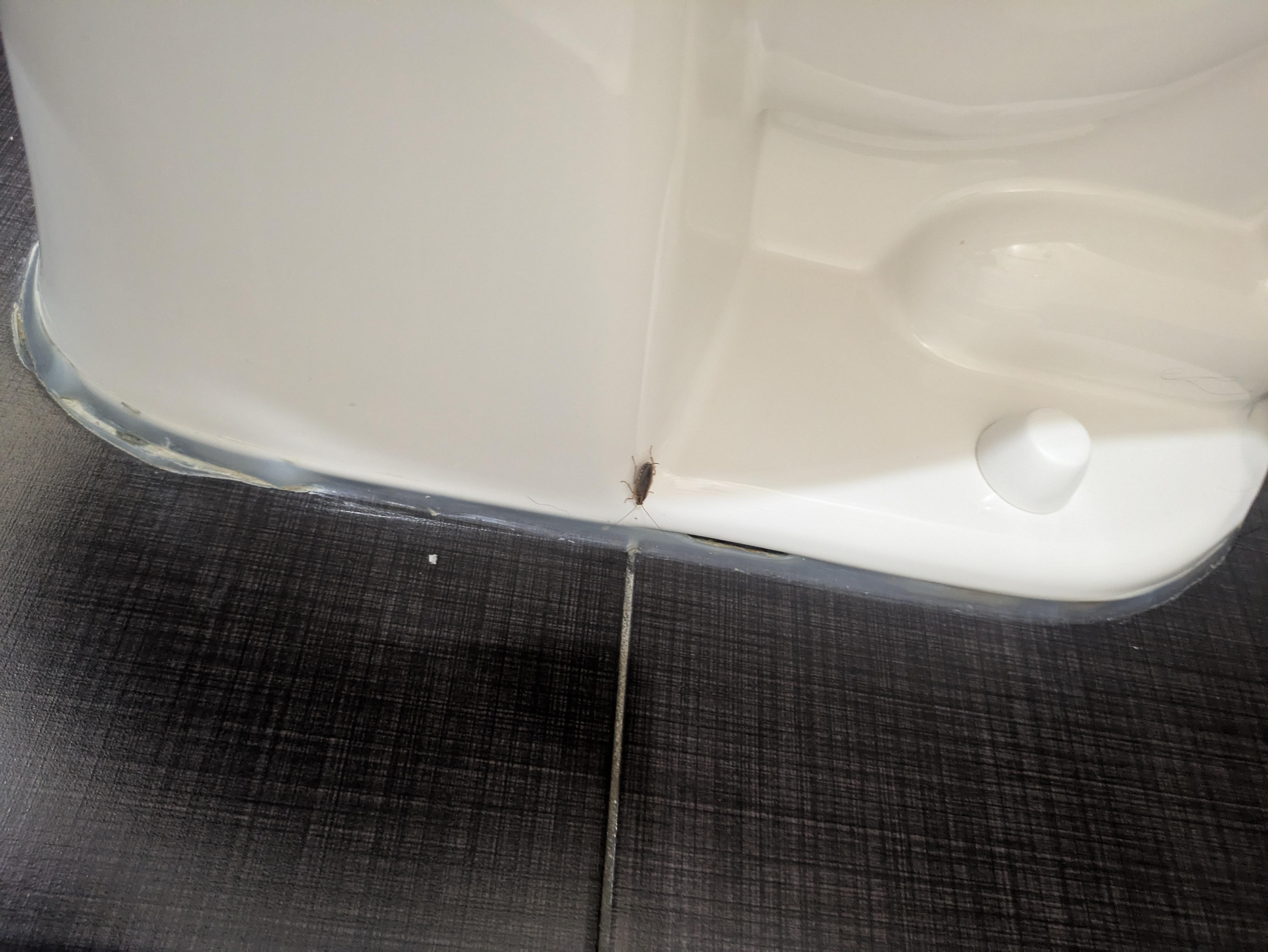 Roach on toilet