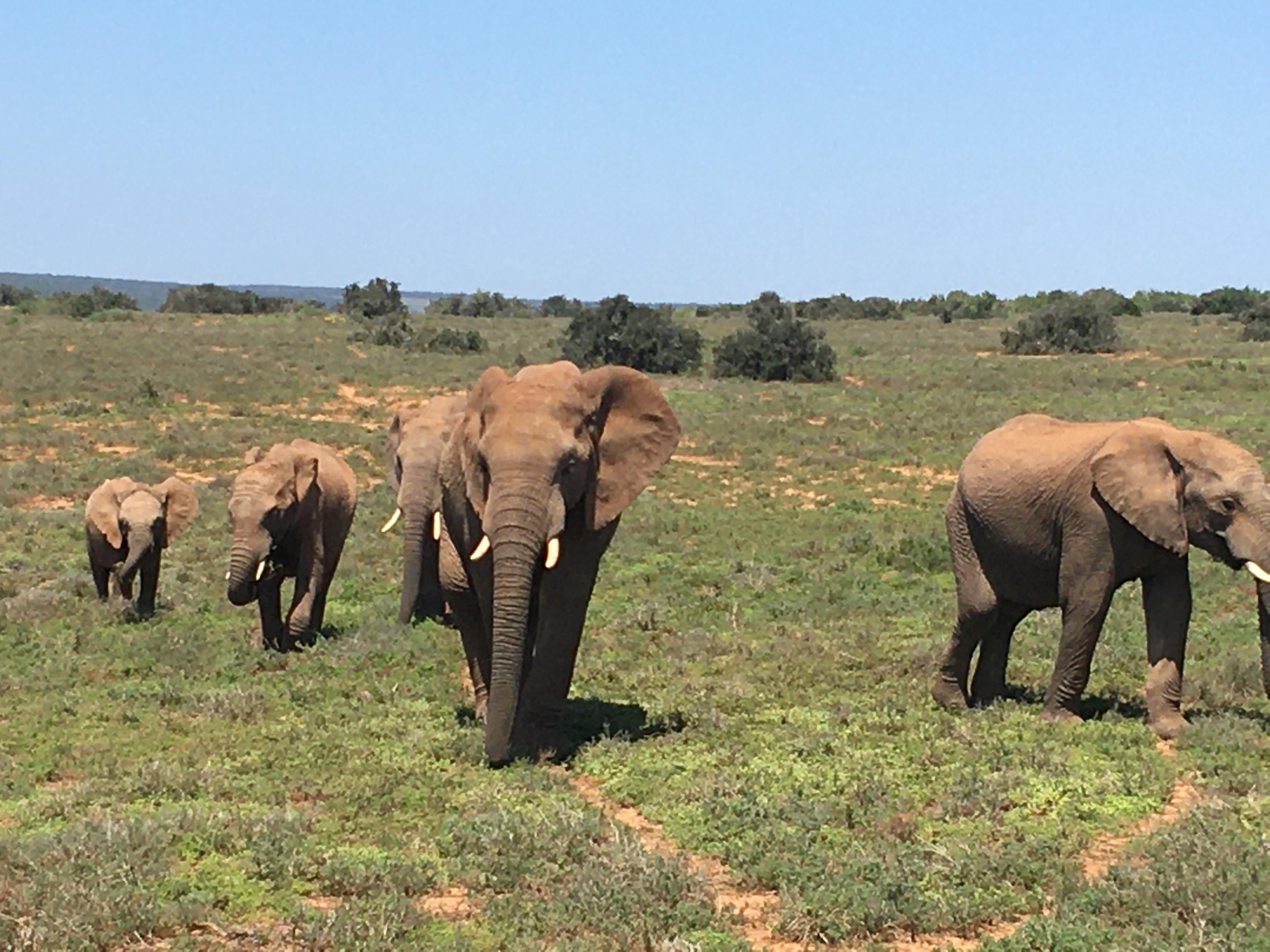 Addo Elephant Park