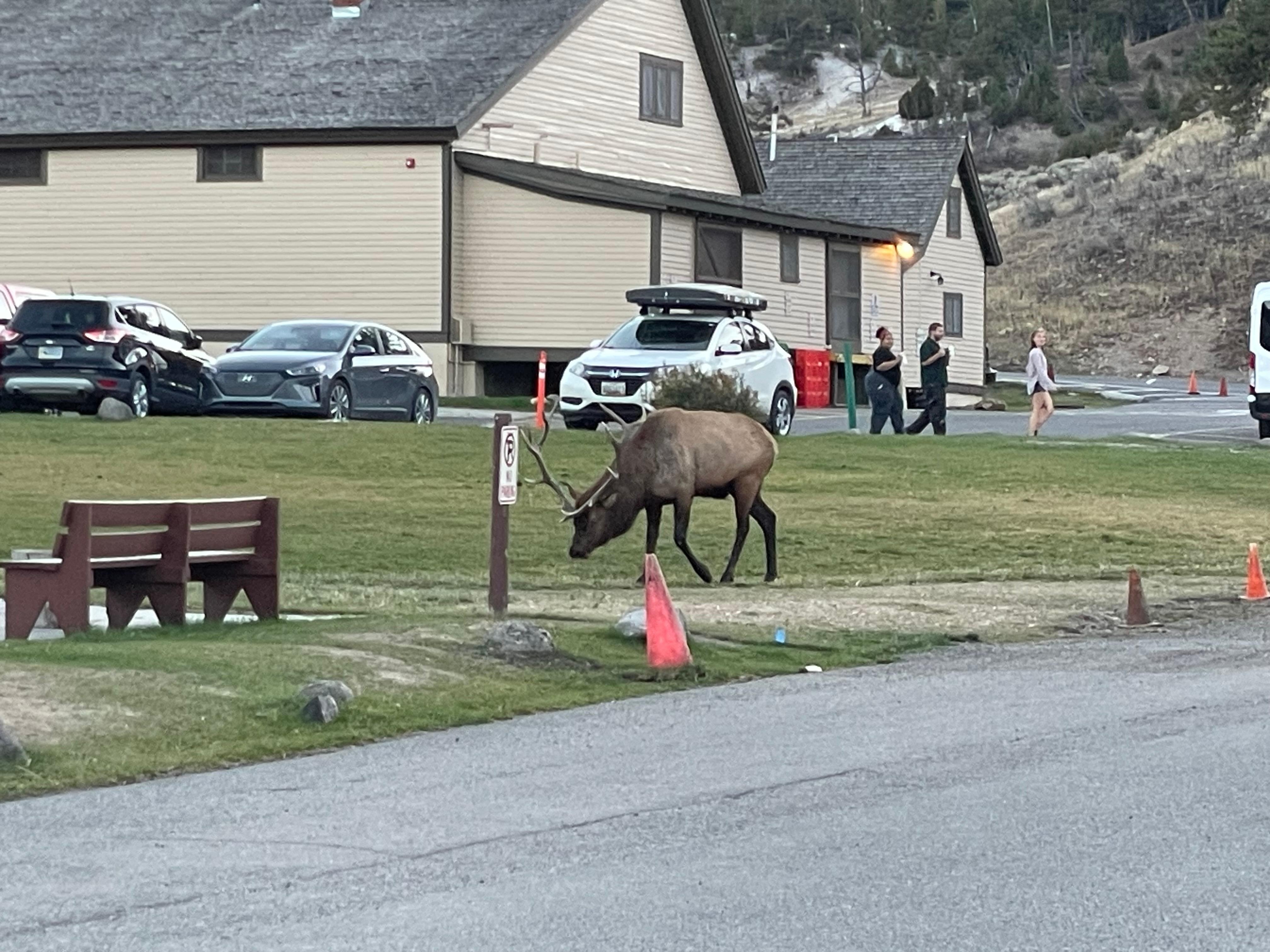 Wild Elk just turn up outside our room a few times a day.