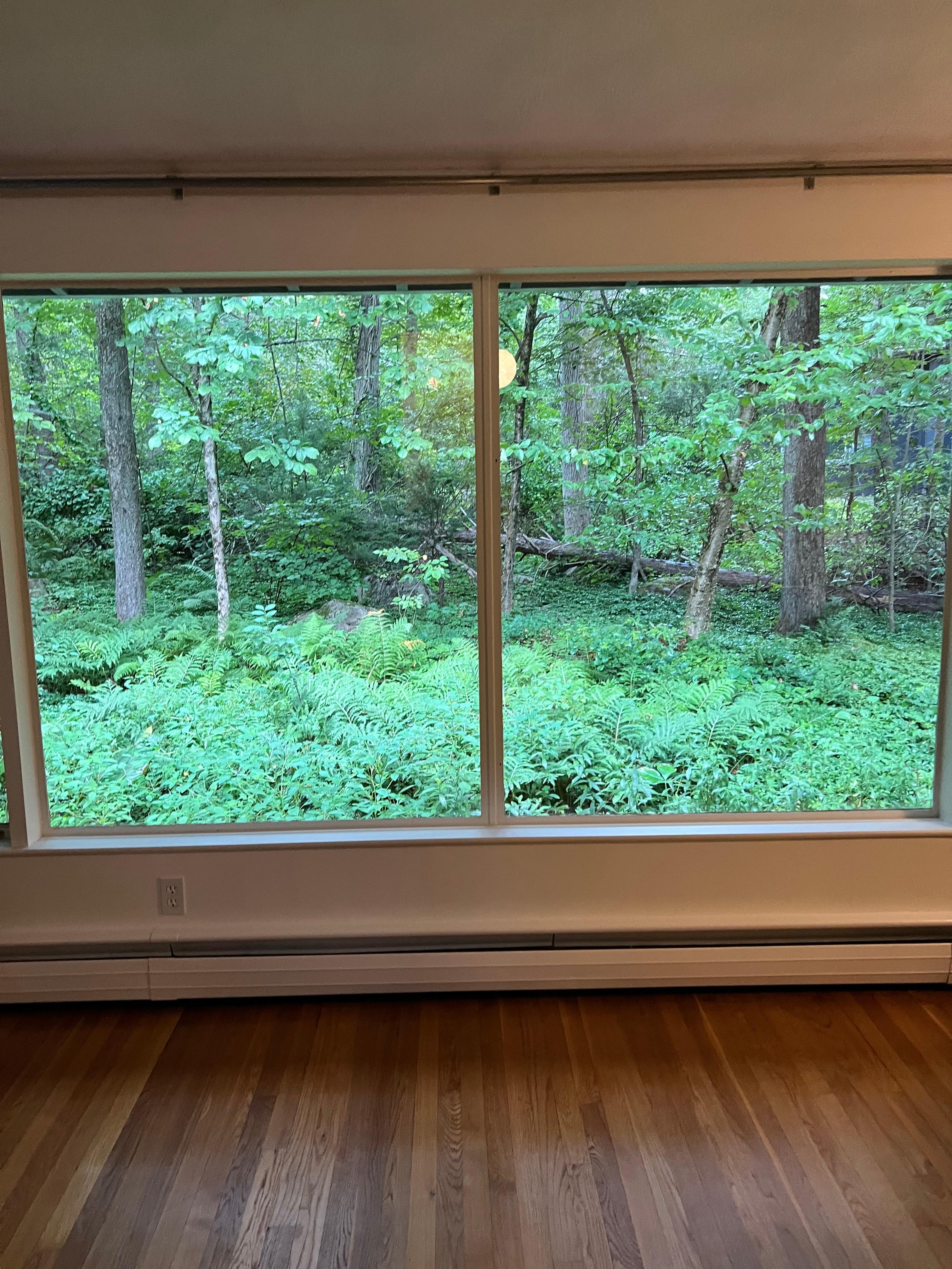 View from large window in living room.