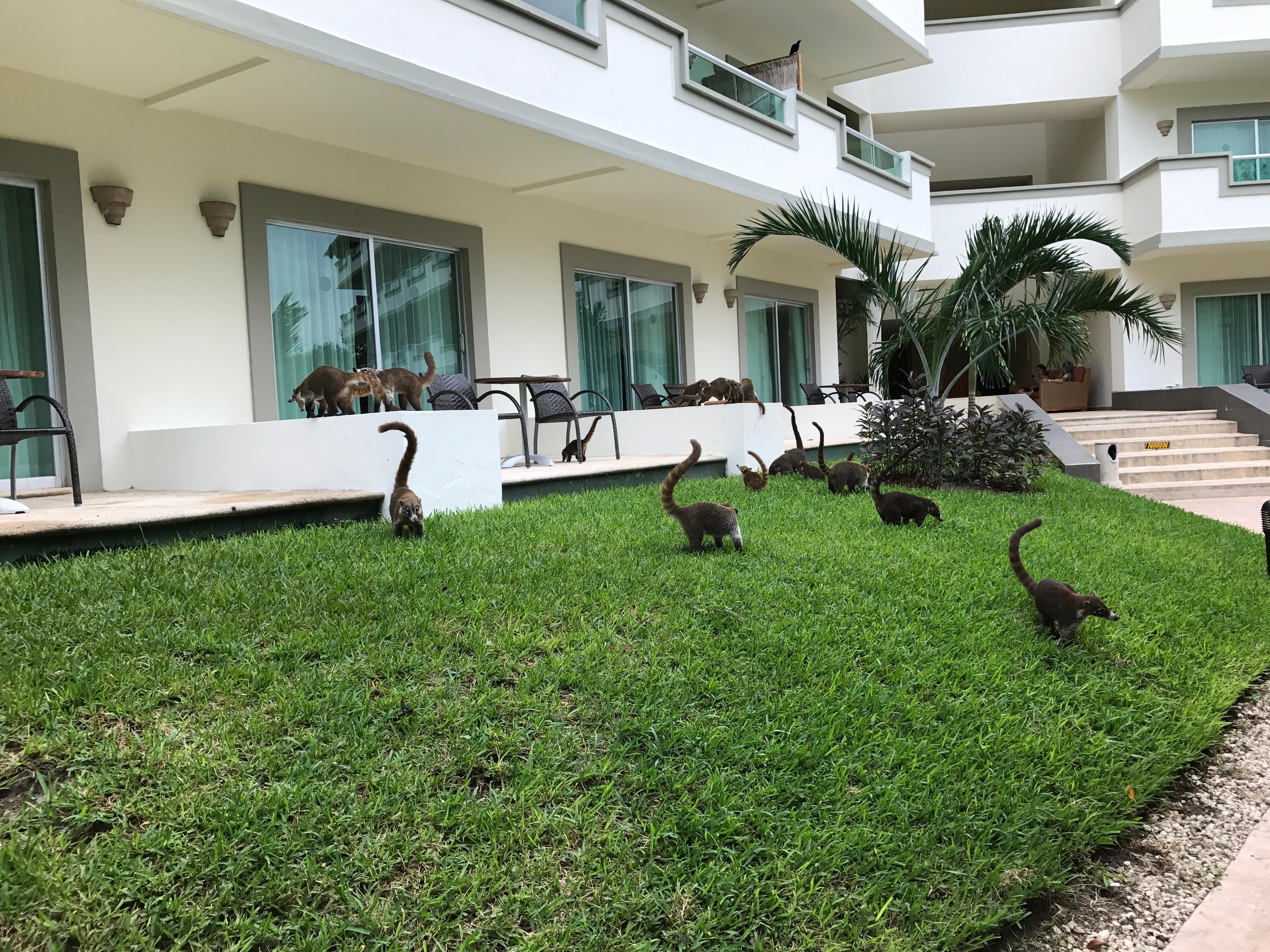 Coatis