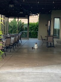 Outdoor breakfast area