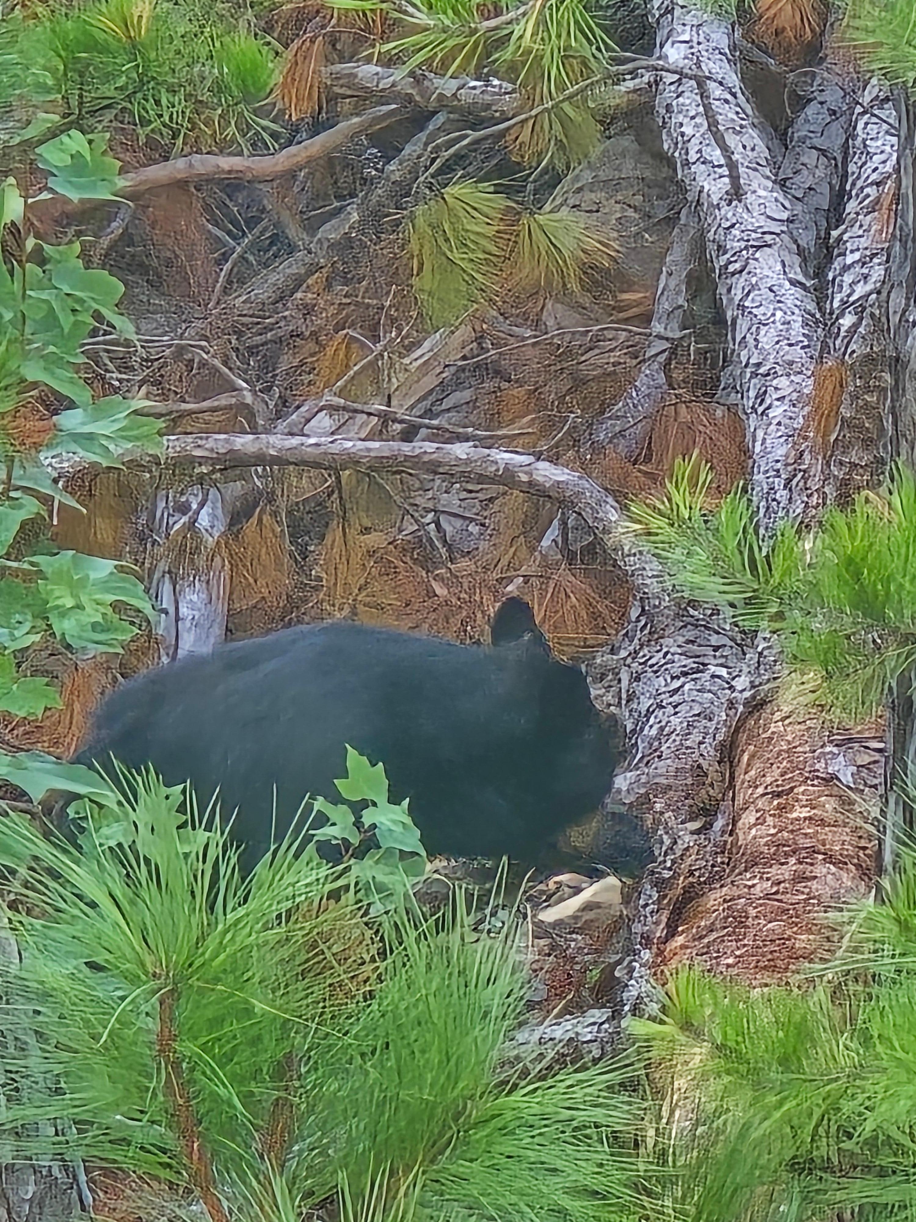 Bear below the cabin