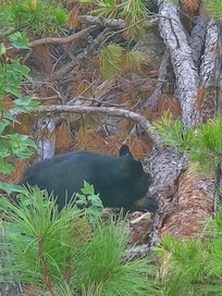 Bear below the cabin