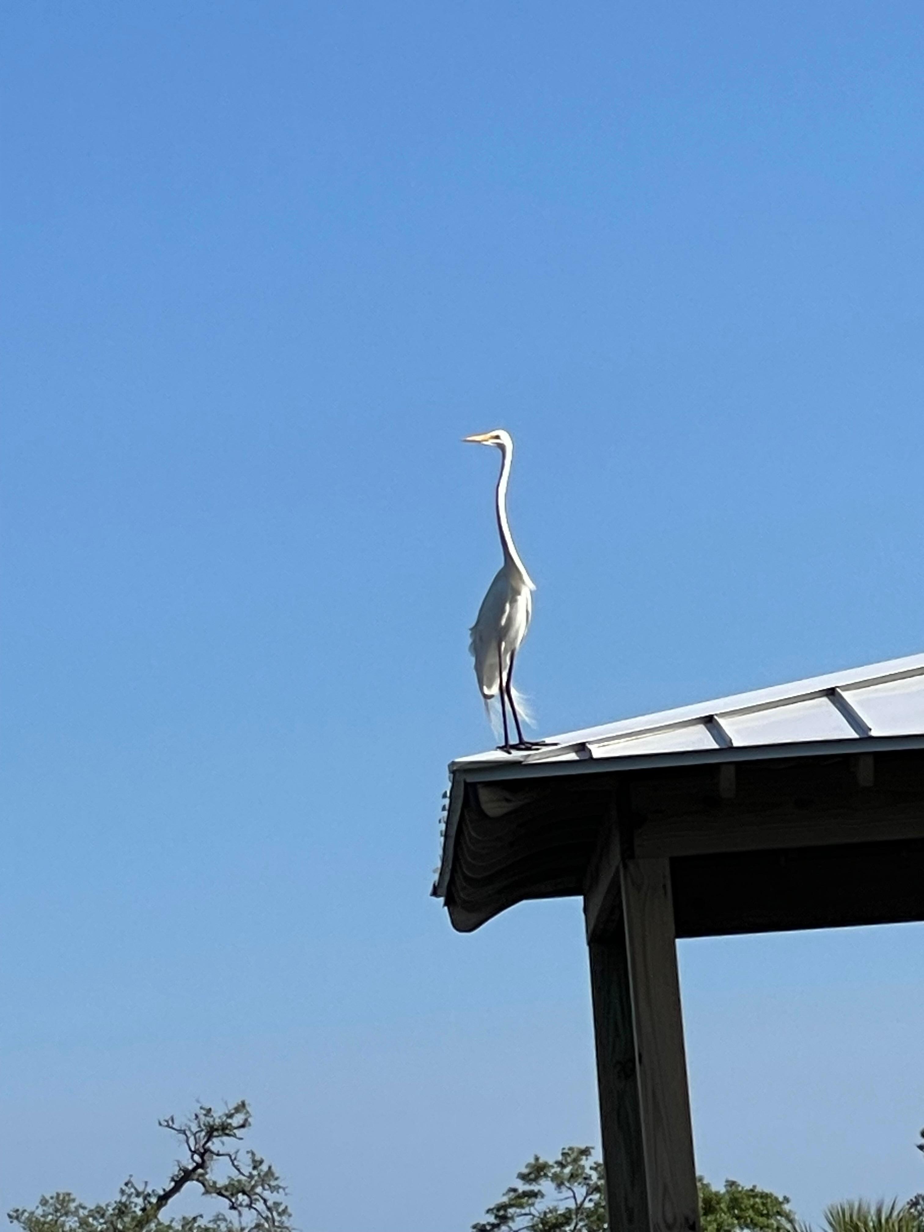 We enjoyed watching the wildlife. 