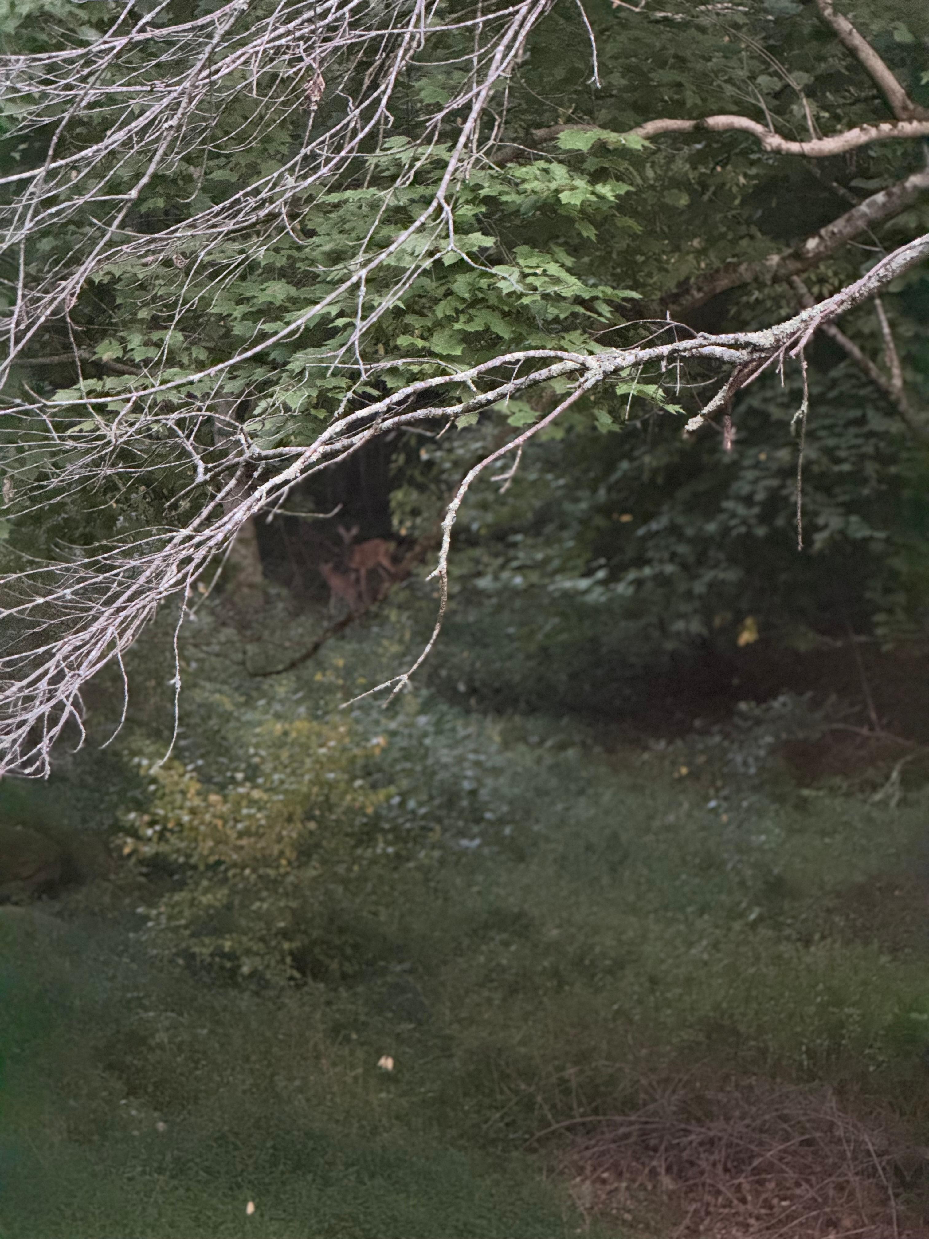 Saw a deer and her baby. 