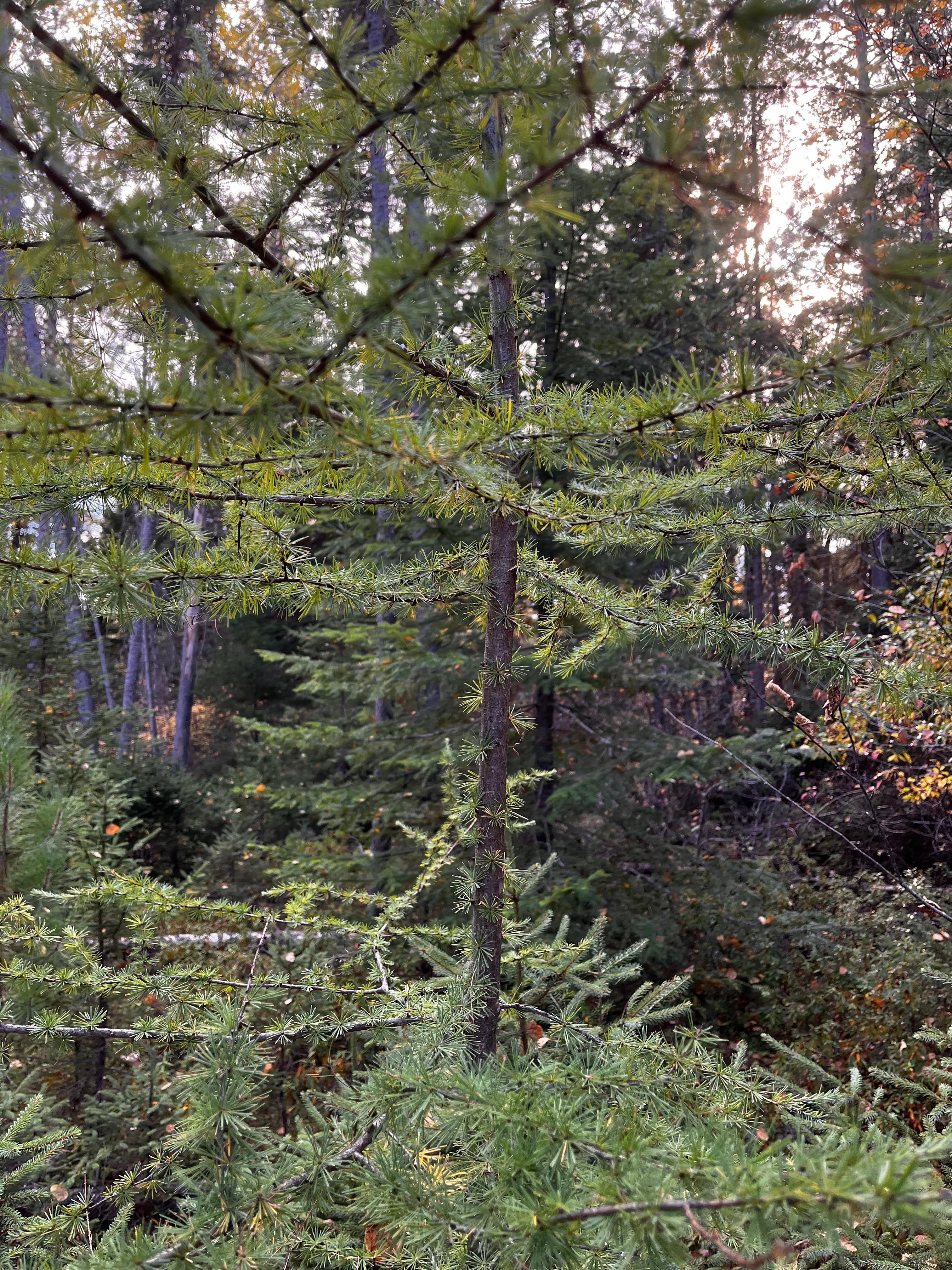 Beautiful sunset from the dock. 