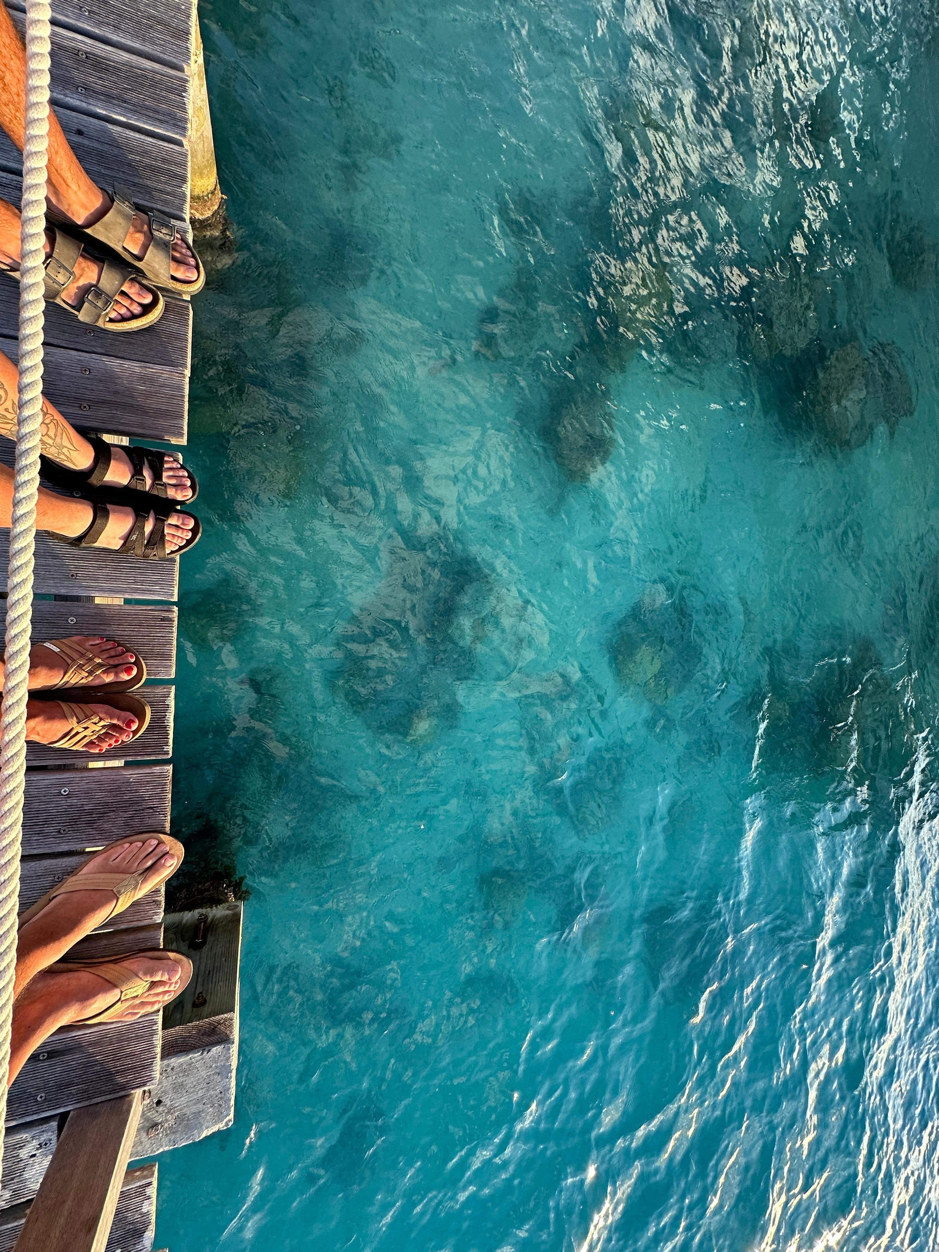 Corals from the docks. 