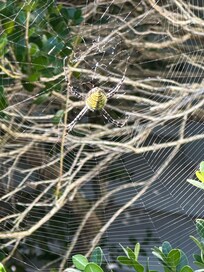 The crazy spider